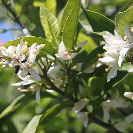 Family Skvor Portoroz