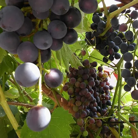 krevet i doručak Family Skvor Portoroz