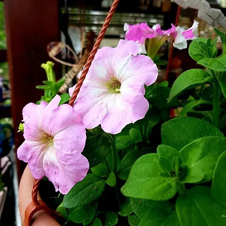 Family Skvor krevet i doručak 3*