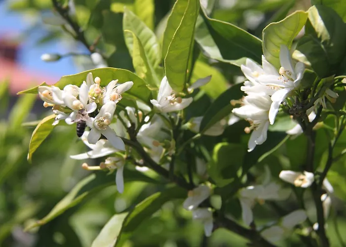 Family Skvor Portoroz