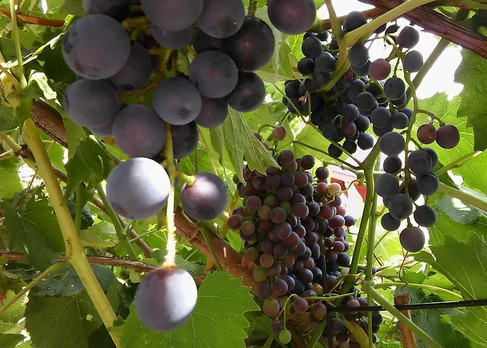 Bed & Breakfast Family Skvor Portoroz