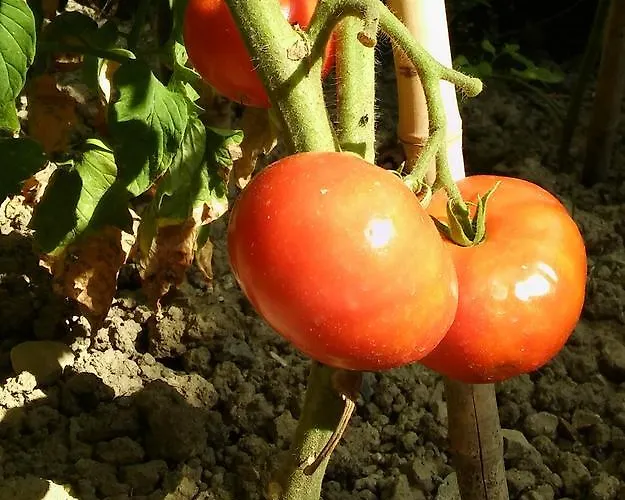 Family Skvor 3* Portoroz