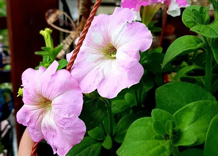 Family Skvor krevet i doručak 3*